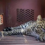 Macan tutul. (Diskominfo Kota Bandung/UPI)