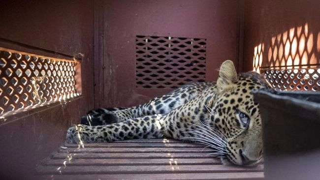 Macan tutul. (Diskominfo Kota Bandung/UPI)