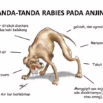 Bali bebas rabies https://buleleng.bulelengkab.go.id/informasi/detail/artikel/72_bahaya-penyakit-rabies